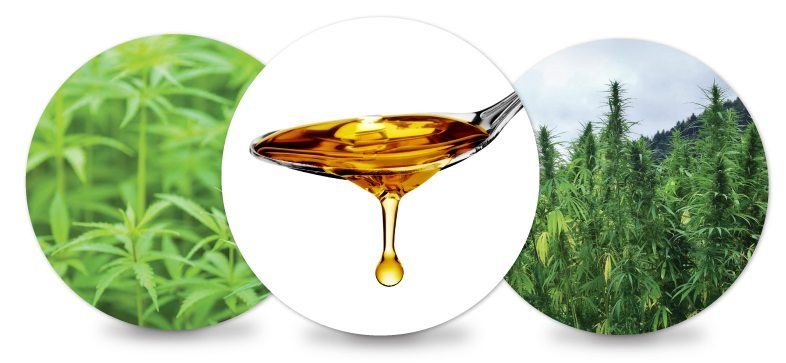 CBD Oil Salve For Pain Norfolk 
      MA